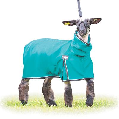 Pro Cool Sheep Blankets Large 130 170 Lbs Asst Colors