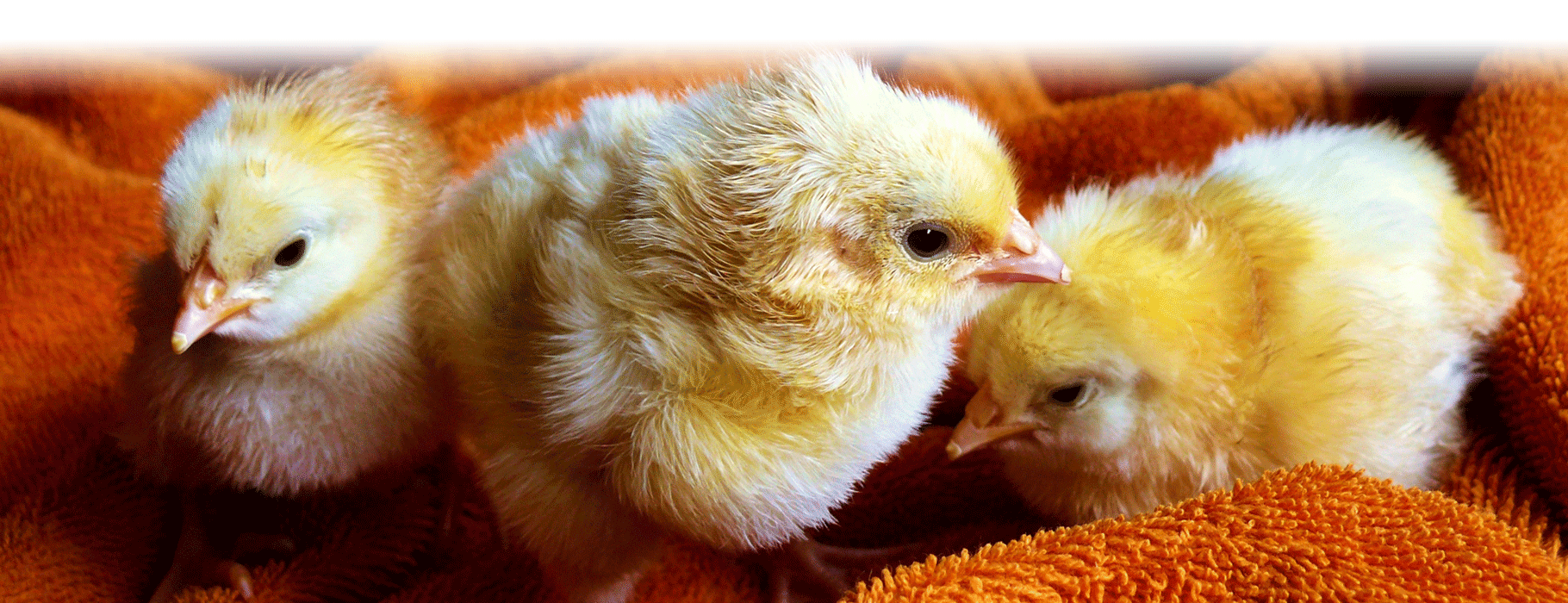 CCWG Livestock Supplies CCWG Livestock Supplies