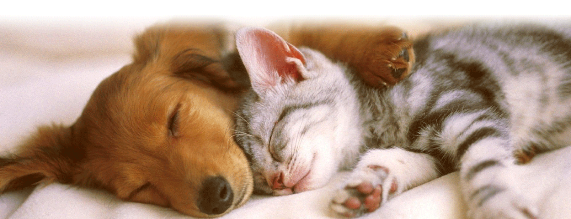 CCWG Livestock Supplies CCWG Livestock Supplies