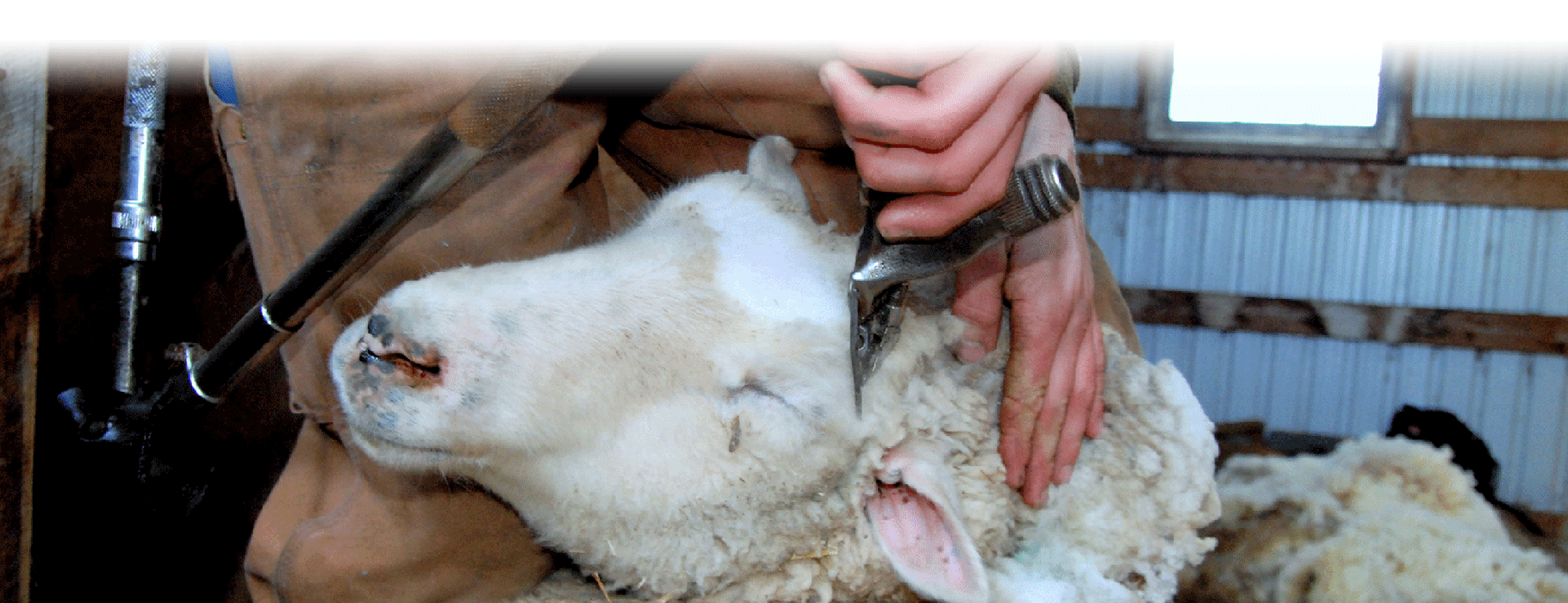 CCWG Livestock Supplies CCWG Livestock Supplies